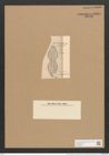 Dictyoneis mastogloidea (Pant.) Cleve (de-Toni-Nr.: Genus 2, Species 840) Zeichnungen Sammlung Grunow Nr. 1669 (NHMW-BOT-W0368527)